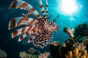 Full Sail by Steven Miller 
